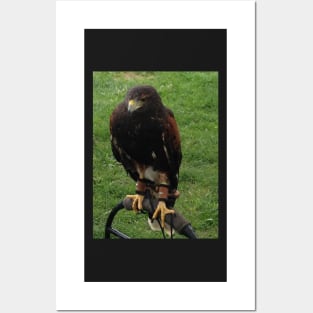 Harris Hawk on Bow Perch Posters and Art